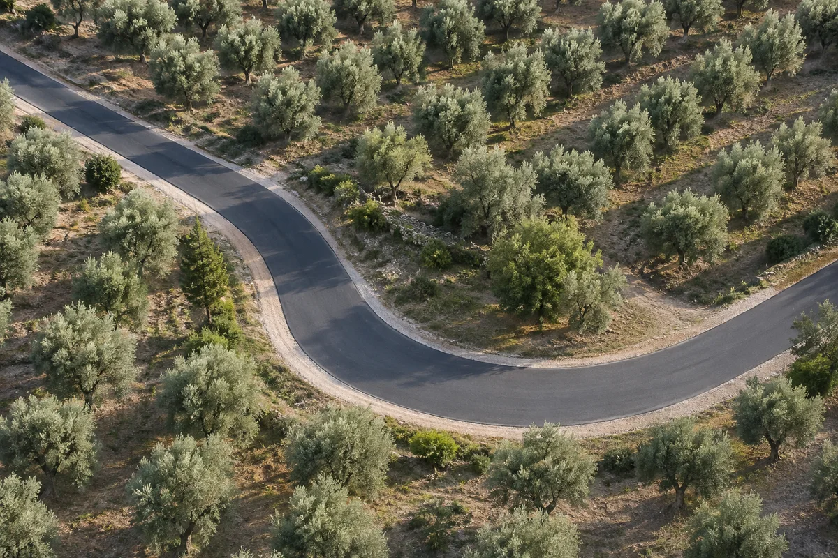Circular access road among olive trees